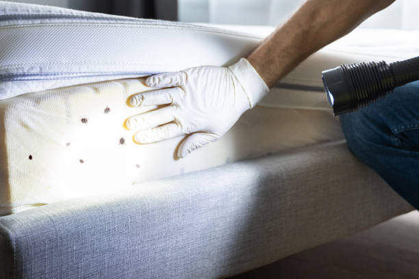Best Pest Removal Services  in Cave Springs, AR