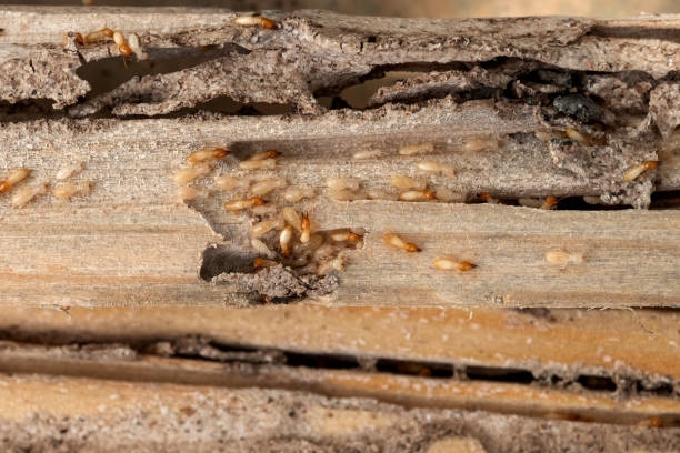 Pest Control for Restaurants in Cave Springs, AR