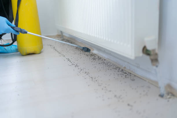 Best Mosquito Control Services  in Cave Springs, AR